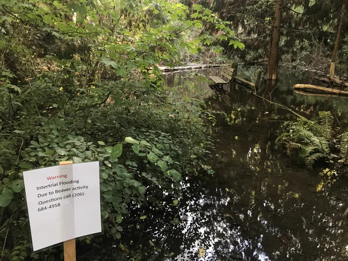 Flooded city park (Carkeek) due to beaver activity