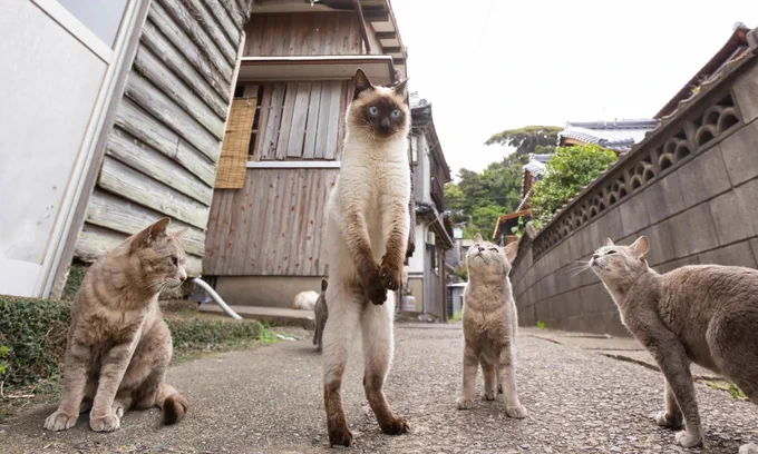 Siamese cat on hind legs with three cats looking up at her.