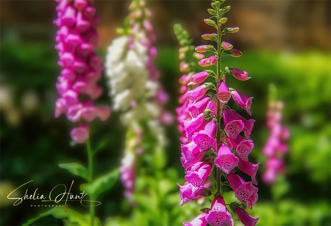 Beautiful pink and white Candy Mountain Foxgloves set against a sea of green leaves and grass in Summer. From the Fine Art Gallery of Shelia Hunt.