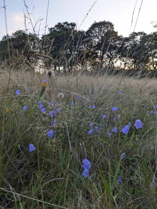 Harebell (Campanula rotundifolia) in early autumn, flowering in the park's acid grassland