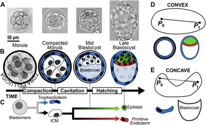 Morphogenetic events during pre-implantation mouse development.