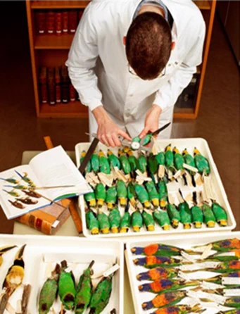 scientists measuring birds in trays