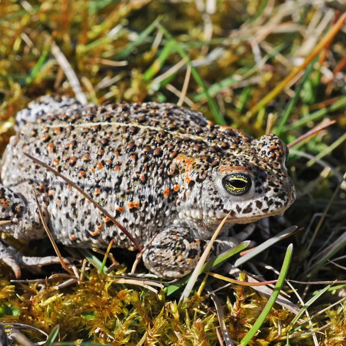 A natterjack toad sits on damp looking vegetation. It's body is covered in orange and black bumps.