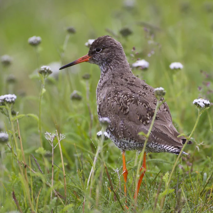 A brown coloured redshank bird stands on grass. It has long thin red legs. 