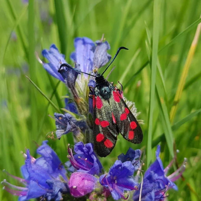 A six-spot burnet moth sits on a blue flower. The wings of the moth have vibrant red dots on them. 