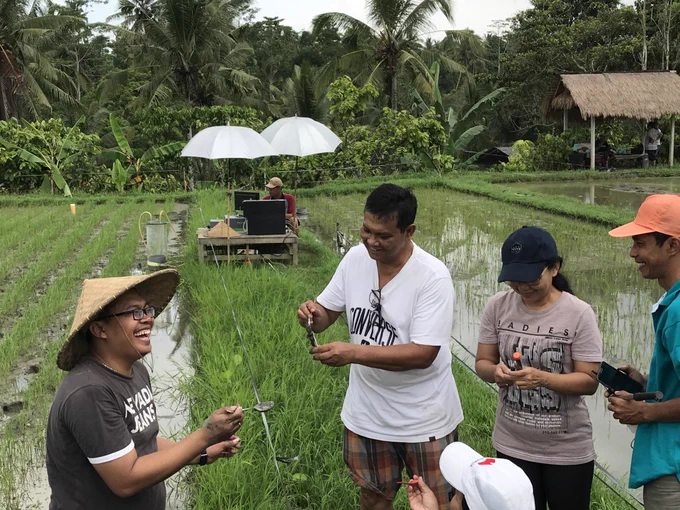 Dr Alit Arthawiguna and a team of Balinese agricultural researchers investigate ways to reduce greenhouse gas emissions from rice paddies in Subak Bene, using traditional methods of collective irrigation management. Photo: Steve Lansing