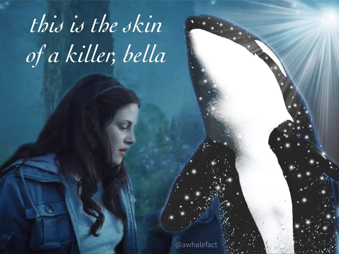 a brilliant light shines down from the top right on to a killer whale. it’s skin shimmers and shines and sparkles. bella swan stands nearby in awe. “this is the skin of a killer, bella” the caption reads. it is considered by some to be one of the greatest photoshops of all time.