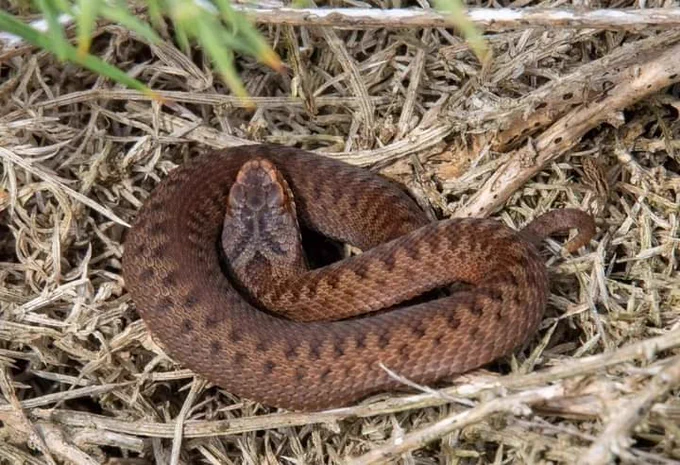 Adder by Kevin Wood 
