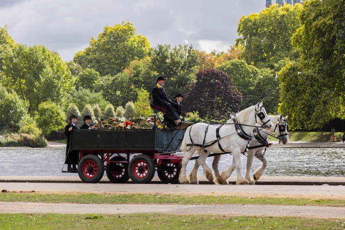 Shires horses haul a dray with floral tributes through Hyde Park. Green trees and the Serpentine can be seen in the background. 