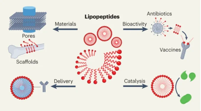 Central image of lipopeptides with arrows indicating their use in  materials, bioactivity, delivery and catalysis
