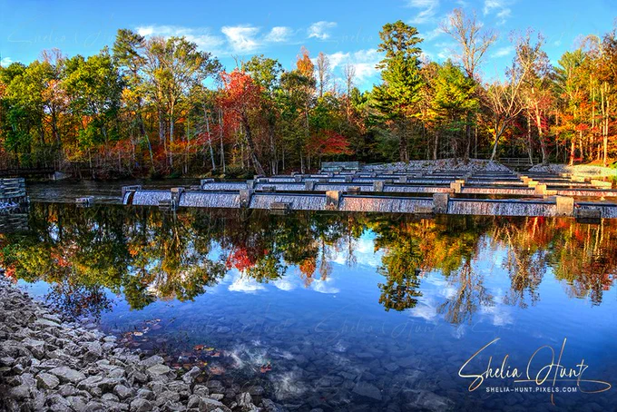 Autumn colors of trees reflecting in the perfectly still, deep blue water of the South Holston River. The reflections shows shades of red, orange, gold and green. The scene includes the Weir Dam and Osceola Island in Northeast Tennessee.  This artwork is from the Fine Art Gallery of Shelia Hunt.