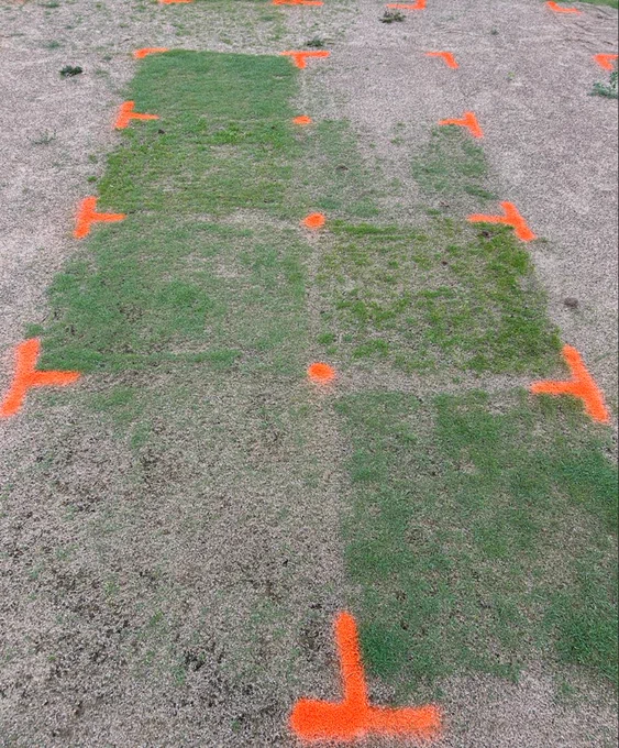 turfgrass seedlings growing in research plots