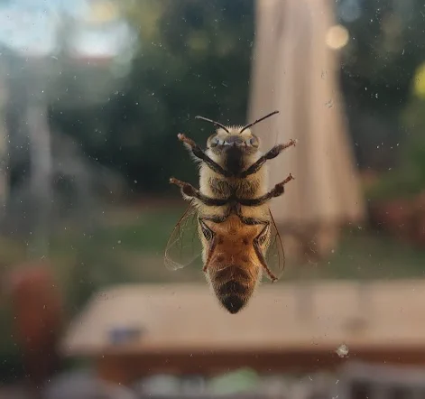 Honeybee