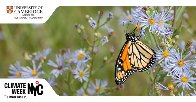 CISL at Climate Week NYC. Background image of orange and black monarch butterfly