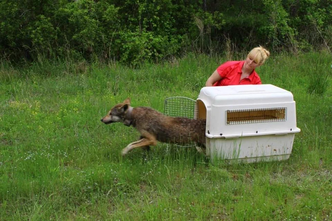 In 2013, Lizzy Baxter served in a caretaker role in the U.S. Fish and Wildlife Service’s Red Wolf Recovery Program in North Carolina.