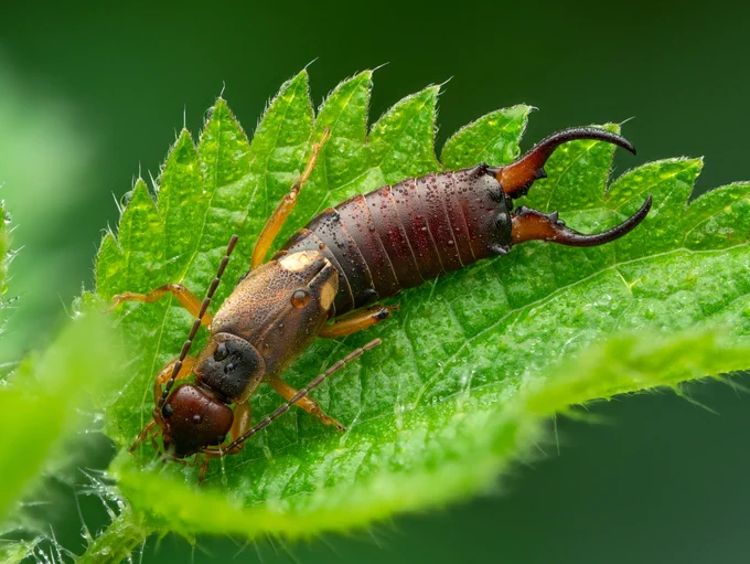 European earwig (Forficula auricularia) © Olivier Clerc