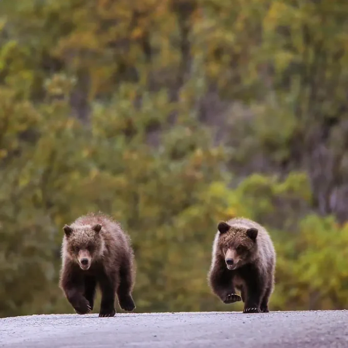 Two small brown bears bounding down a park road at Denali National Park and Preserve, Alaska. NPS/E. Mesner