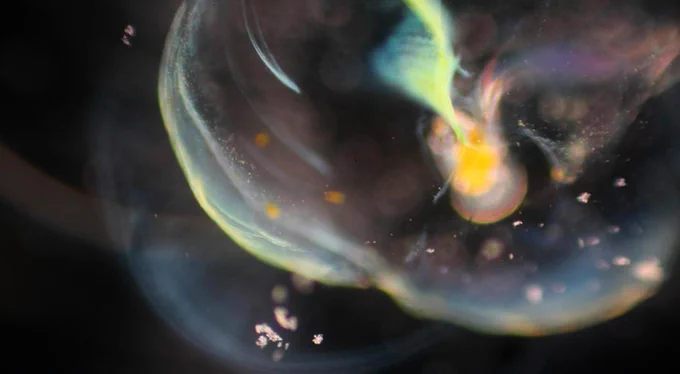 A global predator (appendicularian) captures cyanobacteria (green) on its web-like funnel during an experiment in Anne Thompson's Bluewater Lab