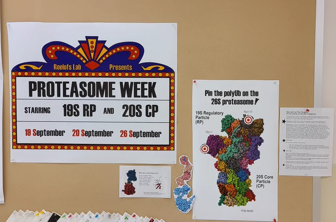 Bulletin board with a theater marquee-style printed sign that says Roelofs Lab Presents Proteasome Week, starring 19S RP and 20S CP. To the right of that there is a printed model of a 26S proteasome with targets on each of the ubiquitin receptors. There is also info about what a K48 ubiquitin linkage means. 