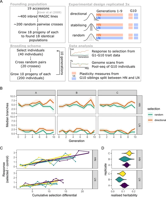 Fig 1. Response to selection for increased shoot branching. Read the full caption at: https://journals.plos.org/plosgenetics/article?id=10.1371/journal.pgen.1010863 