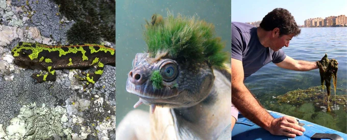  XVIII Premios a la Conservación de la Biodiversidad

De izquierda a derecha: Tritón jaspeado (Íñigo Martínez Solano), tortuga del río Mary (Chris Van Wyk) y Miguel Ángel Ruiz Parra en el Mar Menor (Martínez Bueso)
