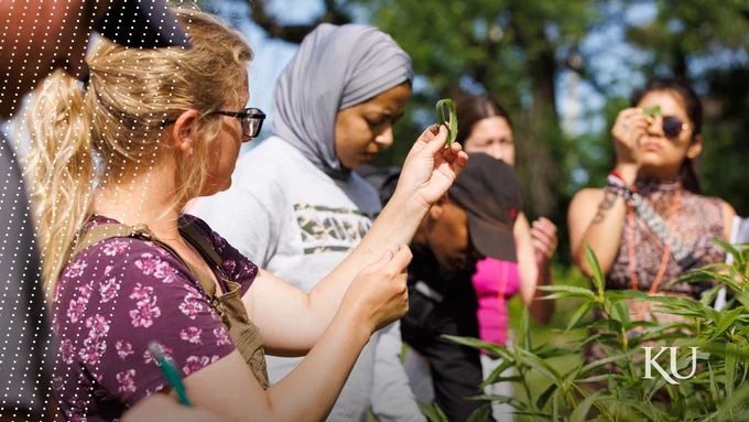 Students examine plants at a native prairie site on the University of Kansas campus.