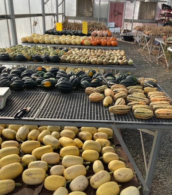 Tables covered in several varieties of squash in a farm building.
