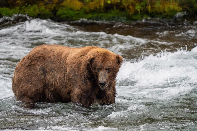 Fat Bear Week 2022 champion, the big boy himself, bear 747, stands in a rushing river.