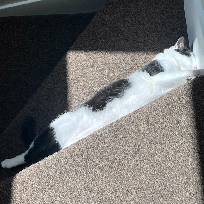 A black and white cat lying on his back in a rectangle of sunlight. He is lying on a staircase and squished against the side of the next step up. His face is smooshed into the wall but he looks like he enjoys that.