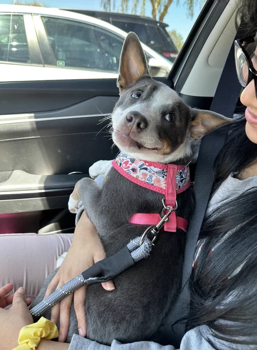 a gray and white dog with wide bat ears sits in someone’s lap in the passenger seat of a car. she has a pink harness with a floral pattern on, and she’s looking up and over her shoulder with the most loving expression in her eyes at her human. her front paws are hooked over their arm, and we suspect she doesn’t ever want to let go.