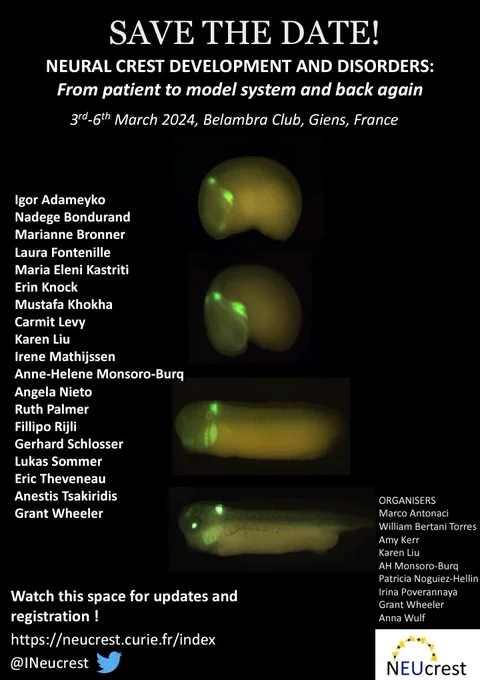 Save the date poster for the conference titled "Neural crest development and disorders". Dates are 3rd to 6th of March 2024. Conference will take place in the Belambra Club in Giens, France.