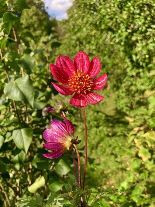Foto einer pinkfarbenen Scharlach-Dahlie mit orangefarbenen Staubgefäßen ... also genau die beiden Farben des Texttreff-Logos