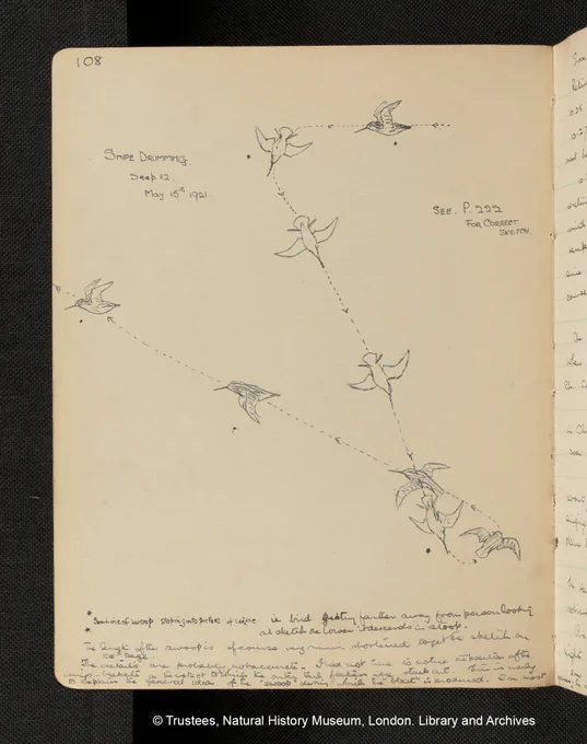 Pencil sketch of a snipe bird in 9 different positions during a swoop, with dotted lines connecting them to show the order. The bird starts in the right-hand corner, goes straight left, down to the bottom right and loops before going upwards to the left at a gentler angle.