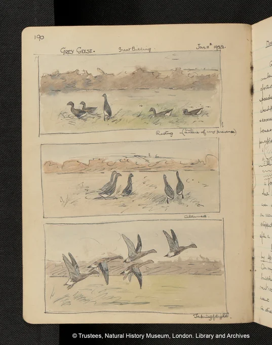 Three watercolour panels of five grey geese. The geese have a gradient from their brown heads to grey wings, and white underbellies, on a background of blue sky, brown scribbled foliage, and green grass. They show the geese sitting and standing whilst resting, gathering together alarmed, and finally taking flight.