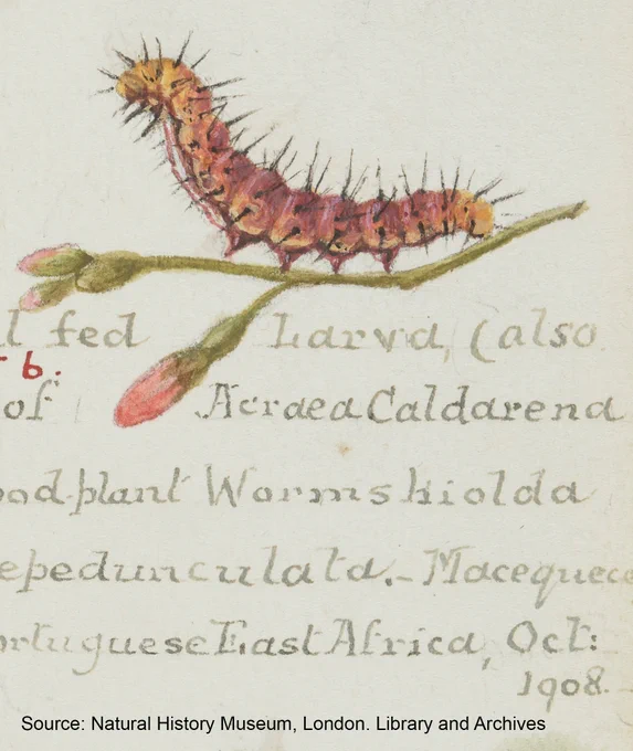 Opaque watercolour of Acraea Caldarena as a caterpillar, with cropped text underneath. It is side-on, with its head raised and facing left, resting on a flower stem with four pink buds. It is yellow at both ends, with a gradient to a deep red in its centre, and a red and white striped underbelly. It is covered in large, thin black spikes.