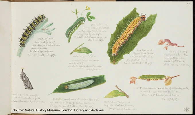 Full page of opaque watercolours and captions, with Fountaine’s monogram in the bottom right. There are six caterpillars of various sizes and colours, resting on and eating leaves, and three chrysalises attach to small portions of stems.  