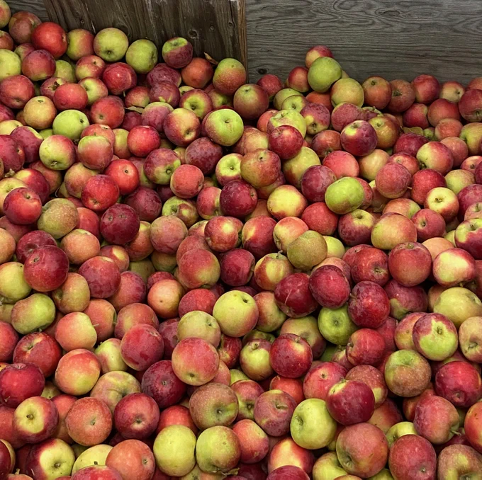 A large wooden bin full of yellow and red McIntosh apples.