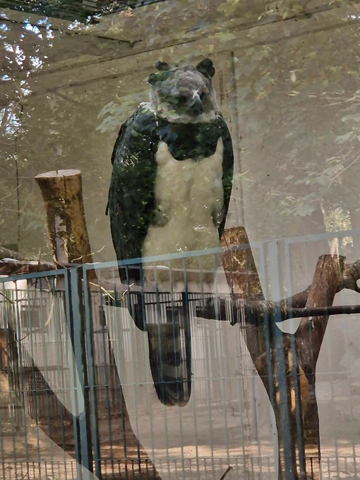 Eine Harpyie sitzt auf einem Ast