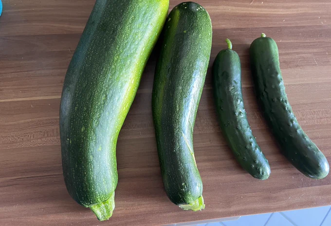 Foto: Zwei Zucchini und zwei Gurken