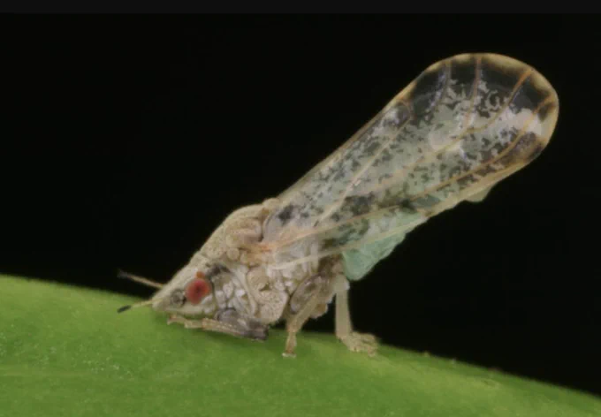 Asian citrus psyllids can spread the citrus tree-killing disease huanglongbing. All photos credited to UC Regents