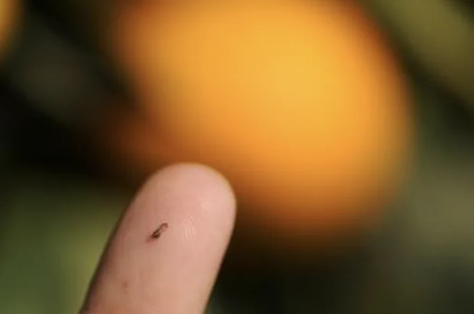An adult psyllid is about the size of an aphid.
