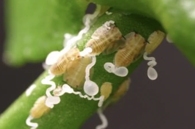 ACP nymphs excrete distinctive waxy tubules
