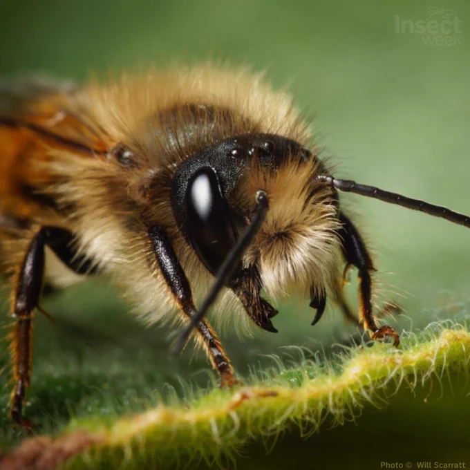 Red Mason Bee, credit Will Scarratt