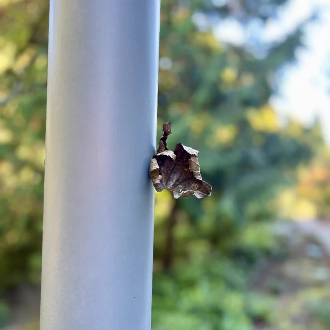 Outside, a pole with a brown crispy leaf stuck to it