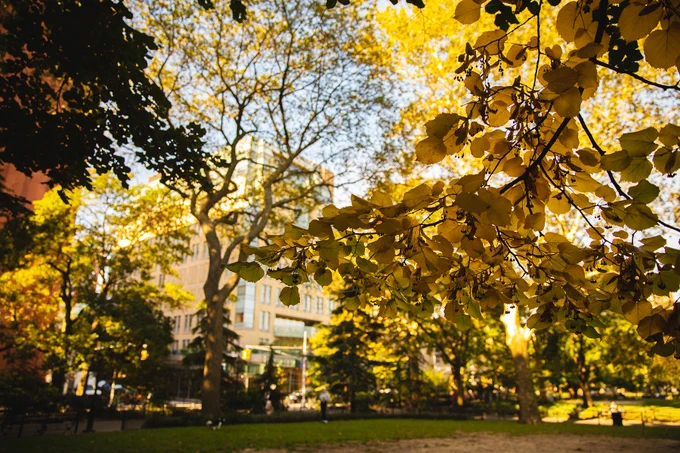 golden leaves on the trees in Washington Square Park
