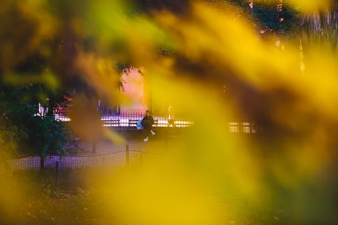 person on a bench viewed through golden leaves

