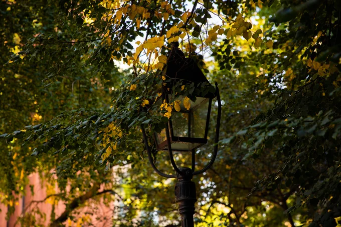 golden leaves around a lamp post with Bobst library visible in the background