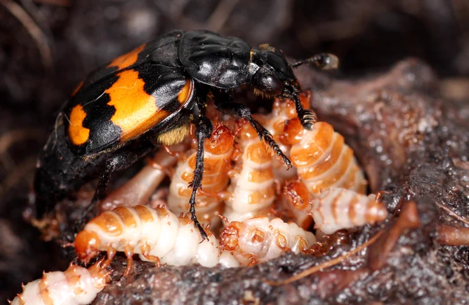 Nicrophorus vespilloides burying beetle feeding well-grown larvae 