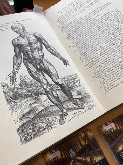 Printed anatomy drawing Vesalius book