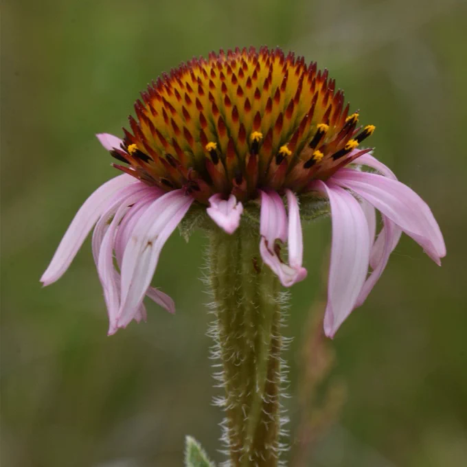 A flowering head of the narrow-leaved purple coneflower (Echinacea angustifolia). Credit: Jared Beck